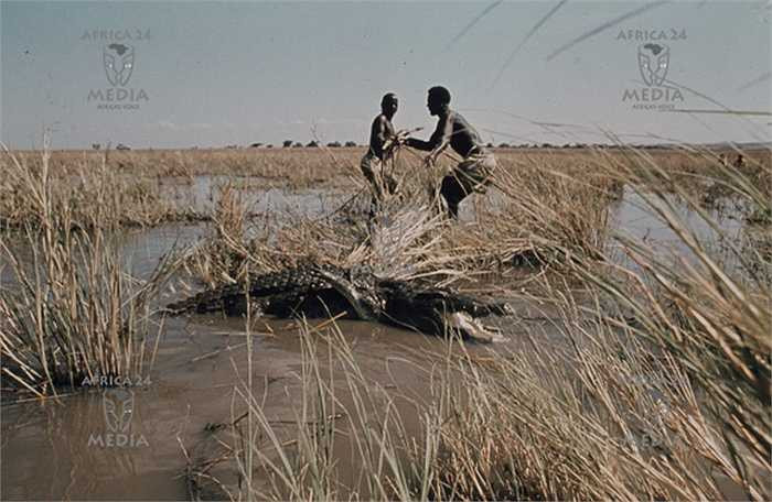 Mặc dù việc săn hà mã và cá sấu vô cùng nguy hiểm, nhưng họ không sử dụng bất cứ phương tiện hiện đại nào. Đồ nghề săn hai loài vật nguy hiểm này hết sức thô sơ.