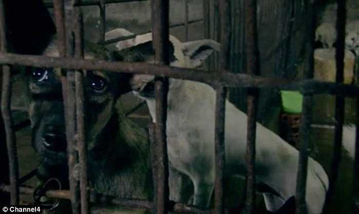 Những con chó bị nhốt trước khi đem giết thịt