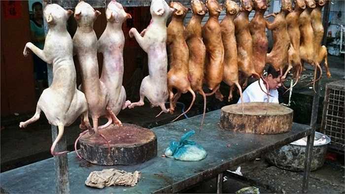 Một cửa hàng bày bán thịt mèo