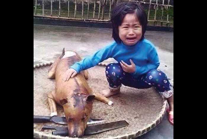 Hình ảnh em bé ngồi khóc bên con chó của gia đình sau khi nó bị giết thịt đã gây được sự chú ý lớn của báo chí quốc tế khi các trang tin như Mirror, Dailymail, Independent ... cùng đăng tải