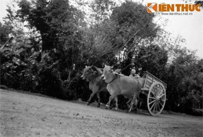  Xe bò chở vũ khí đươc ngụy trang từ Thái Mỹ ra Quốc lộ 1 để chuyển về Sài Gòn. Binh lính Sài Gòn hầu như chỉ kiểm tra các xe tải ra vào thành phố và bỏ qua những chiếc xe bò như thế này. 