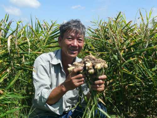 Thu lãi tiền tỷ mỗi ha gừng