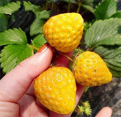 Khác với dâu tây đỏ thường thấy, những trái dâu thuộc giống Fragaria vesca có màu vàng lạ mắt được trồng chủ yếu ở các nước châu Âu. Cây được yêu thích vì cho trái làm thực phẩm và trồng kiểng khá đẹp. 