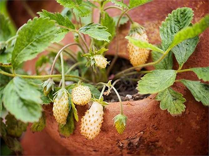 Trái dâu có màu vàng nhạt, mềm và chuyển dần sang đậm màu hơn khi chín, hương thơm dịu nhẹ. 