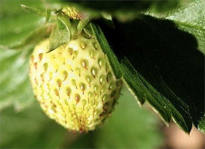 Nhiều người đánh giá dâu tây vàng có vị ngọt, đậm đà hơn dâu tây đỏ.