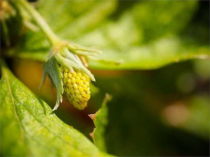 Giống dâu tây lạ mắt này chỉ cao khoảng 20cm, lá xanh và hoa màu trắng. Trong hình là trái dâu khi còn non. 