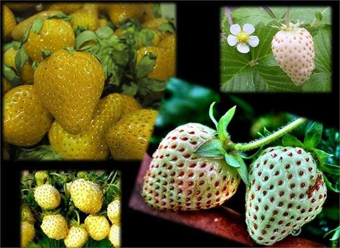 Do dâu tây vàng ưa thời tiết mát mẻ, các nhà vườn ở nước ngoài khuyên người trồng nếu gieo trồng hạt nên đặt chậu cây trong nhà vào mùa hè, nếu trồng cây giống nên chọn mùa thu và đặt chậu cây ngoài trời. 