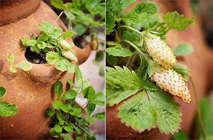 Ngoài mục đích trồng lấy trái, dâu tây vàng lạ mắt còn được trồng làm cảnh trong các chậu nhỏ hoặc ban công nhà. Nhiều người trồng xen các loại dâu để chậu cảnh có màu sắc sặc sỡ. 