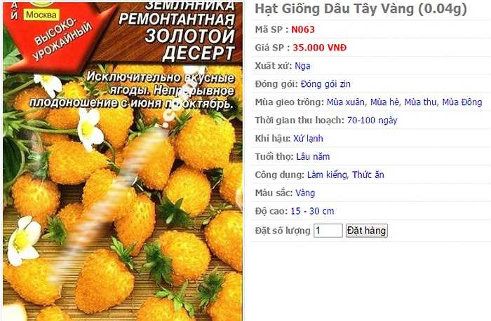 Trên thị trường, giá hạt giống dâu tây vàng dao động từ 35.000 - 40.000 đồng/gói. Khảo sát một số trang bán hàng trực tuyến, giá hạt giống dâu tây vàng từ 2 - 3 USD/gói. (nguồn:kienthuc.net.vn)