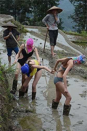 8 người mẫu bikini cũng sẽ phải lội ruộng không khác gì nông dân