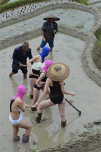 Mẫu bikini cũng tập làm ruộng