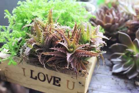 8X có máu liều kiếm 40 triệu mỗi tháng nhờ mang rác về nhà