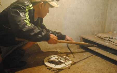 Bí quyết nuôi rắn độc đáo 'hái ra tiền' từ Nam chí Bắc