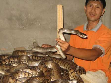Bí quyết nuôi rắn độc đáo 'hái ra tiền' từ Nam chí Bắc