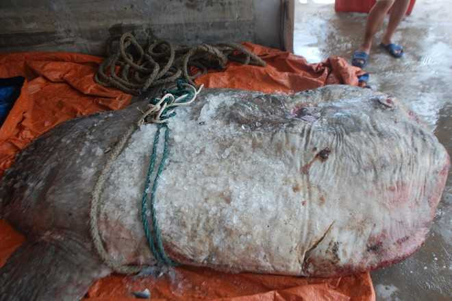 Hãi hùng 'quái vật' dạt bờ biển Indonesia