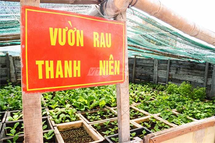 Vườn rau thanh niên xanh tốt trên đảo chìm Đá Tây