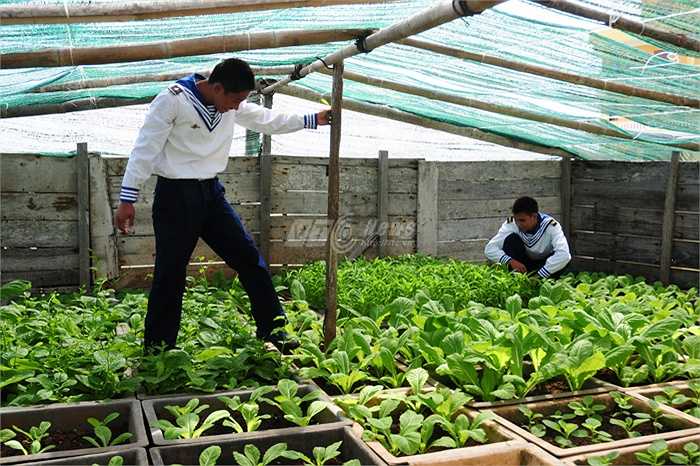 Tháng 5 là mùa khô nhưng có sự chăm sóc của chiến sỹ nên vườn rau của đảo chìm Đá Tây rất xanh tốt