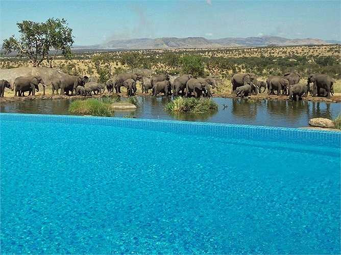 Bể bơi bốn mùa Safari Lodge Serengeti ở Tanzania là nơi bạn có thể vừa bơi vừa xem những chú voi cũng đang tắm táp tại ngay hố nước cạnh đó.