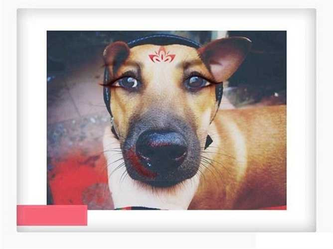 Thậm chí, người dùng còn chế ảnh những chú cẩu dễ thương