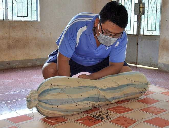 Hiện tượng bọ đậu đen về làm tổ trong nhà dân ở ấp Lạc Sơn (xã Quang Trung) diễn ra gần một tháng nay. Người dân nơi đây cho biết, bọ bay thành từng đàn với số lượng lớn. Chúng không đốt, hút máu người, nhưng có mùi hôi rất khó chịu.