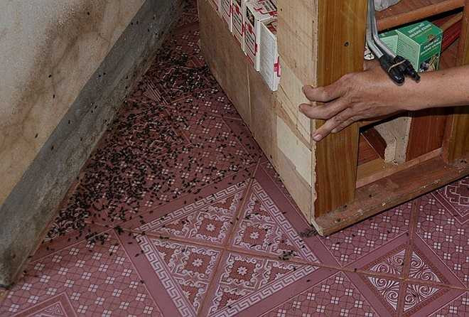 Bọ đậu đen dày đặc trong góc nhà. Người dân ở ấp Lạc Sơn phải dùng vải hoặc bông bịt kín lỗ tai trẻ em khi ngủ để đảm bảo an toàn