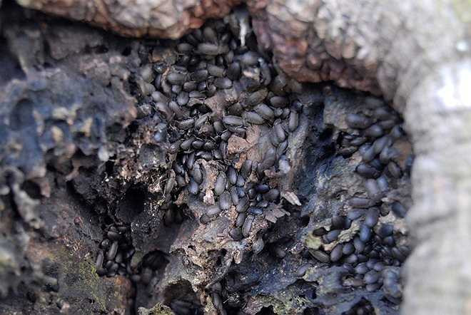 Không chỉ làm tổ trong nhà, loài bọ này còn chui vào các gốc cây ngoài vườn trú ngụ.