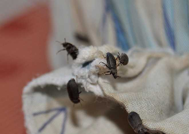 Bọ đậu đen là loài cánh cứng, di chuyển nhanh, có tên khoa học Mesomorphus villiger, thuộc bộ Coleoptera, họ Tenebrionidae. Chúng sống trong đất, có mùi hôi gây khó chịu cho con người.