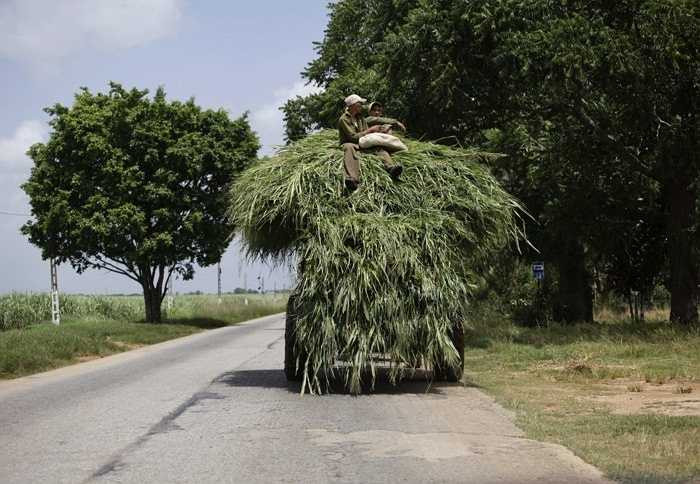 Một người nông dân ngồi vắt vẻo trên chiếc xe kéo chở cỏ để nuôi động vật