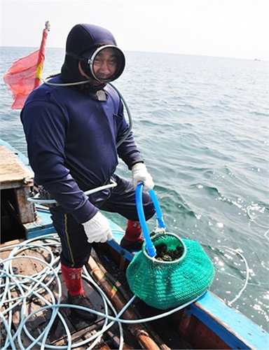 Khác với đánh bắt thủy sản xa bờ, ngư dân Lý Sơn đầu tư khoảng 20 triệu đồng đóng tàu cá công suất nhỏ, mua máy nén khí, hệ thống dây hơi cùng quần áo, kính để hành nghề lặn bắt ốc xà cừ ở độ sâu khoảng 10m. 
