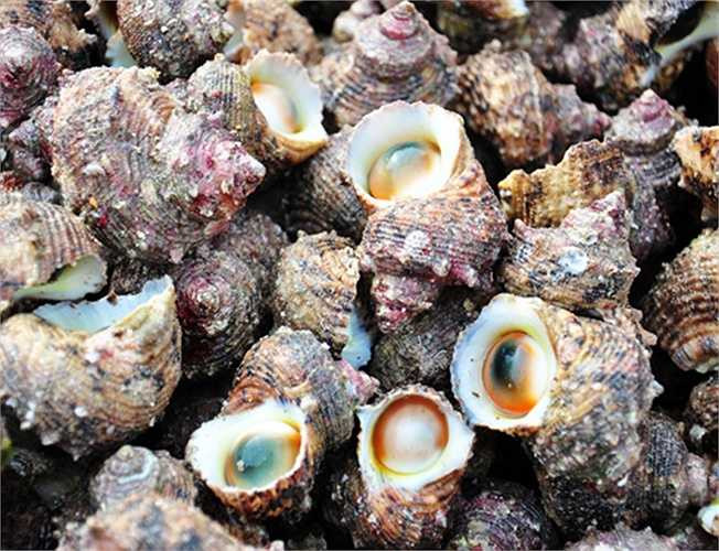 Theo giá thị trường hiện nay, giá mỗi kg ốc xà cừ (loại còn nguyên vỏ) khoảng 20.000 đồng, loại đã đập vỏ chỉ lấy ruột dao động từ 120.000 đến 150.000 đồng. Hàng ngày mỗi ngư dân lặn bắt khoảng 40-60 kg ốc xà cừ và một số thủy sản khác có thu nhập từ 600.000 đến vài triệu đồng. 