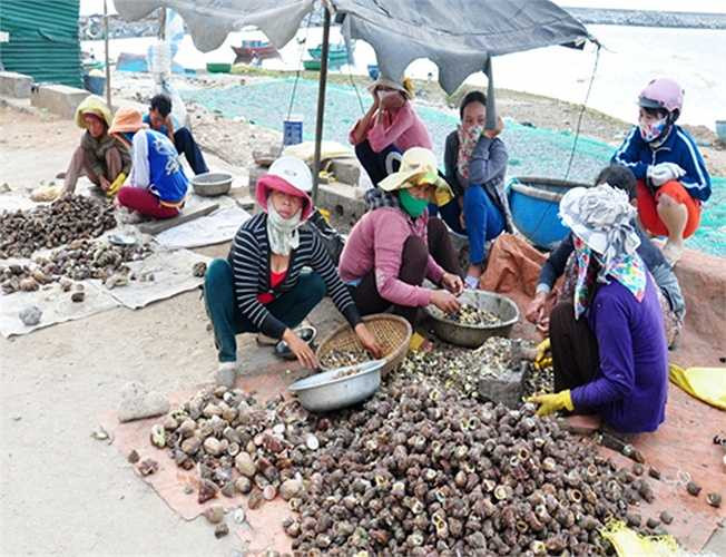 Hàng trăm lao động nữ Lý Sơn cũng có thu nhập mỗi ngày từ 200.000 đến 300.000 đồng từ việc đập vỏ lấy ruột ốc xà cừ bán cho thương lái. 