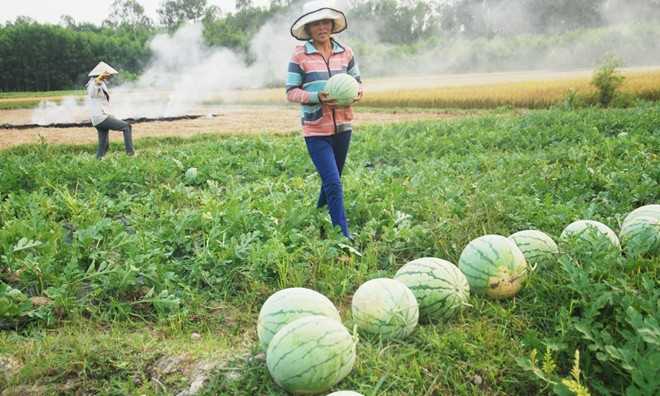 Dưa hấu Quảng Nam, Quảng Ngãi