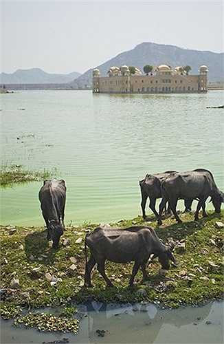  Nhiều đồn đại cho rằng cung điện bị bỏ hoang này bị ma ám với nhiều vết nứt xuất hiện. 