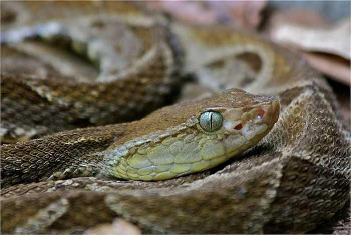 Rắn Fer-de-lance là một loài cực độc. Nó được gọi là loài rắn 3-bước, nghĩa là khi nạn nhân bị cắn buồn nôn, ngất xỉu, phá hủy mô lớn, chảy máu nội bộ, thậm chí tạm thời để mất vĩnh viễn 'ngắn hạn' bộ nhớ và cuối cùng là tử vong