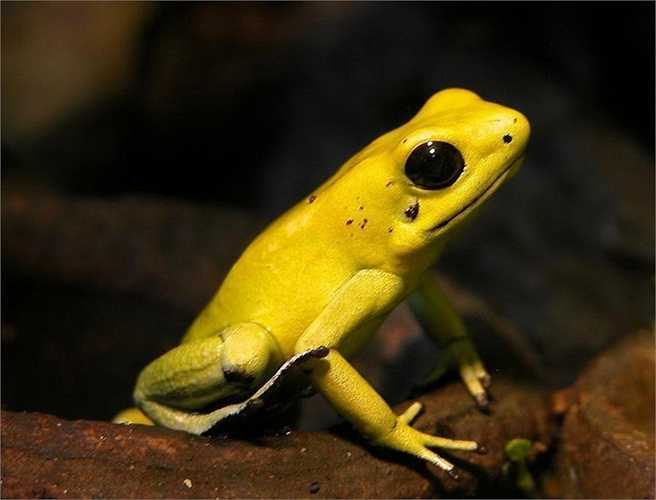 Ếch Poison Dart không phải một loài vật sở hữu kích thước lớn (chỉ 2 inches), tuy nhiên, nó được bao phủ bởi một bộ da chứa nọc độc và có thể giết con mồi ngay khi chạm phải 