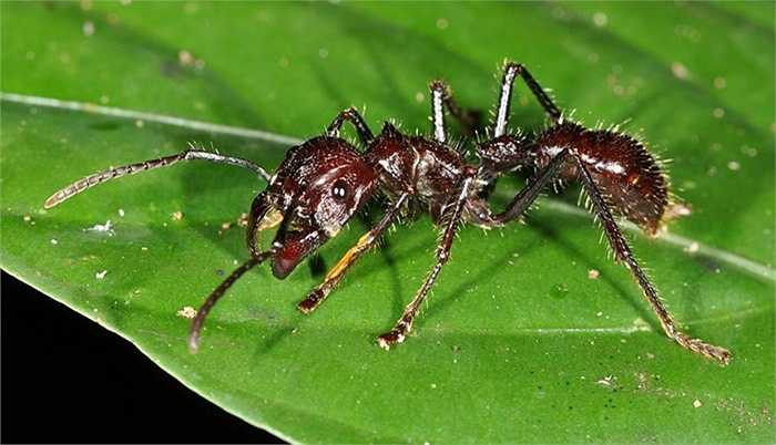 Kiến Bullet là một trong những loài kiến lớn nhất thế giới khi có thể phát triển đến chiều dài hơn 1 inch. Nọc độc của nó có thể khiến nạn nhân cảm thấy buồn nôn và tê liệt trong một khoảng thời gian dài