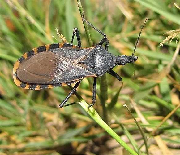 Bọ sát thủ (Assassin Bugs) có tên khoa học là Platymeris biguttata. Loài côn trùng này nổi tiếng là có nọc độc nguy hiểm chết người, thậm chí độ độc của nó hơn một con rắn hổ mang mười lần. Một người làm vường ở California gần chết khi bị loài côn trùng này cắn. 