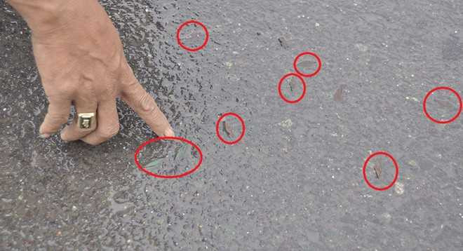 Hãi hùng đinh con thoi dày đặc bẫy xe trên quốc lộ