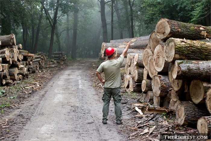 Tiều phu. Tỷ lệ tử vong: 104/100.000 - Chưa kể đến nguy cơ tai nạn lao động gặp phải khi đốn hạ các thân cây quá cao, những người tiều phu luôn phải đề nguy hiểm rình rập khi luôn làm việc trong những khu rừng hoang dã