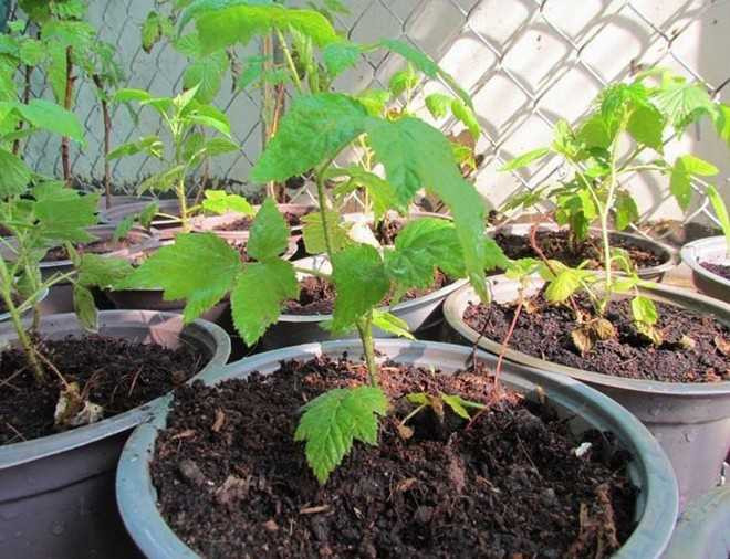  Được cho là có tác dụng phòng ung thư nên cây giống mâm xôi đang được nhiều người đặt mua về trồng.