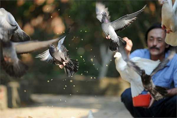 Giang Còi nuôi rất nhiều chim bồ câu. Anh thường cho chúng ăn vào các buổi chiều muộn.
