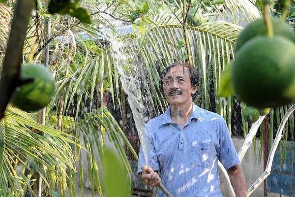 Giang Còi trồng hơn chục cây bưởi Diễn. Trừ những lúc phải đi diễn xa, còn khi ở nhà, anh thường tự tay chăm sóc cây cối trong vườn.