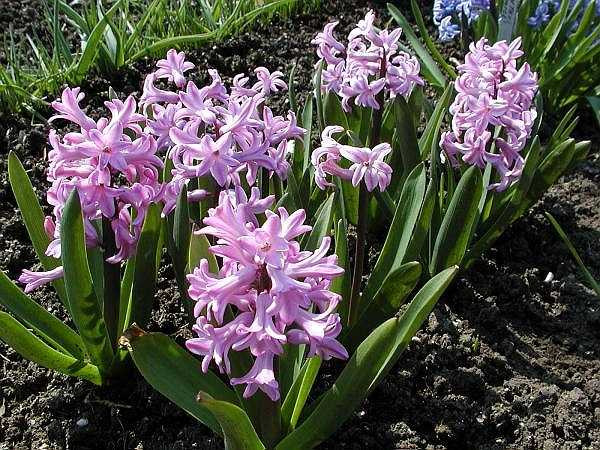 Cách chống muỗi đuổi muỗi trong phòng nhà bạn có thể đặt trong phòng nhà một bồn hoa dạ lan hoặc bạc hà và nhà bạn có vườn bạn trồng nó ở vườn nhà mình. Vừa tạo cảnh quan cho không gian nhà lại đuổi muỗi, chống muỗi vào nhà thật hiệu quả.