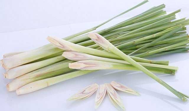 Sả đặt trong phòng bếp, chỗ ẩm thấp hoặc trồng cây sả có tác dụng đuổi muỗi.