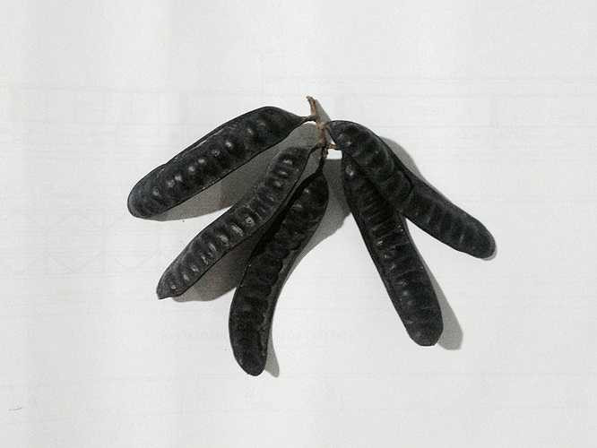 Ngoài cách trên ta có cách chống muỗi cách đuổi muỗi trong nhà bằng các cách đốt tạo khói và hương đuổi muỗi, chống muỗi trong nhà bằng cách loại cây, vỏ cây sau + lá bưởi, lá láng hoa trắng, bèo cái, cây ngải hoa vàng hoặc thanh cao phơi khô, đốt lấy khói hun cũng có tác dụng xua đuổi muỗi + Bồ kết phơi khô, cây hương nhu, cây gỗ thơm, vỏ bưởi, bã mía... đốt tạo khói trong nhà, chỉ đốt với số lượng vừa phải để tạo ra một làn khói thoang thoảng trong nhà, tránh bị ngạt. Có thể đốt vào thời điể