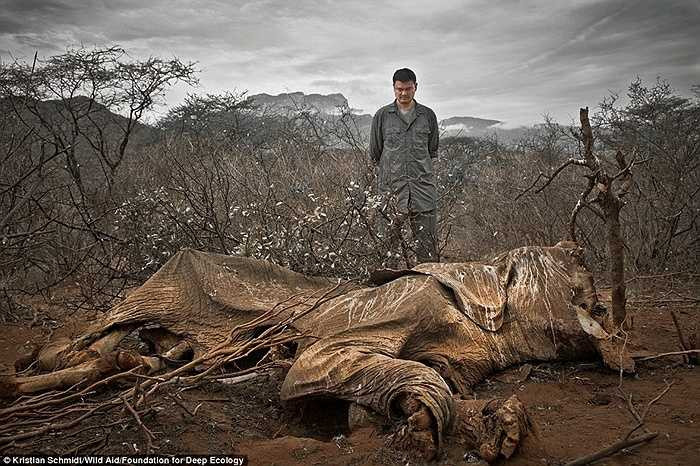 Hình ảnh một con voi chết mục ở Bắc Kenya.