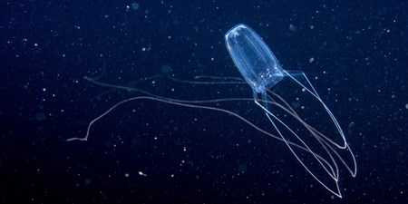 Những sinh vật gớm ghiếc nhất hành tinh