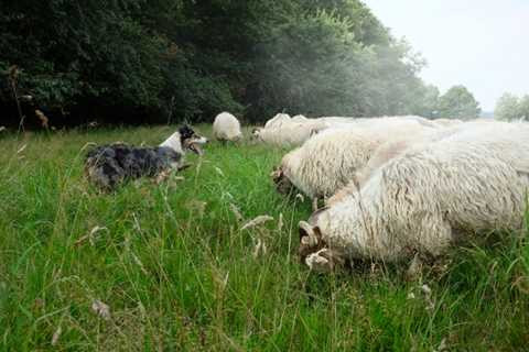 10 quốc gia có luật giao thông 'kỳ dị" nhất thế giới
