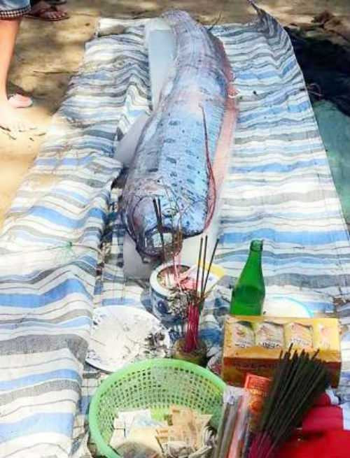 Cá 30kg giống rồng kỳ lạ dạt vào bờ biển Thanh Hóa