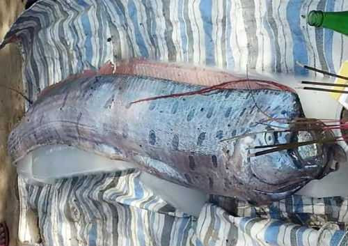 Cá 30kg giống rồng kỳ lạ dạt vào bờ biển Thanh Hóa